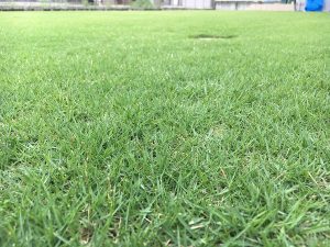 2016年8月27日の昼の裏庭の芝生。かなり低めの目線。