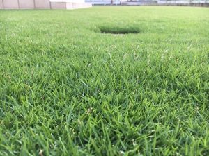 2016年8月28日の朝の裏庭の芝生。かなり低めの目線。