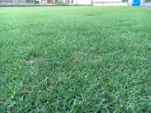 2016年8月28日の朝の裏庭の芝生。かなり低めの目線。