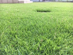 2016年8月29日の朝の裏庭の芝生。かなり低めの目線。