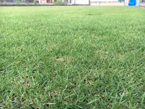 2016年8月29日の朝の裏庭の芝生。かなり低めの目線。