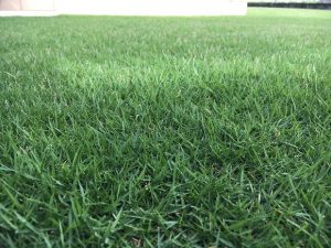 2016年8月30日の午後の台風通過後の裏庭の芝生。かなり低めの目線。