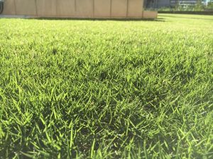 2016年8月31日の朝の裏庭の芝生。かなり低めの目線。