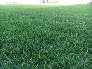 2016年8月31日の午後の裏庭の芝生。かなり低めの目線。