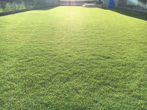 2016年8月31日の午後の裏庭の芝生。少し低めの目線。