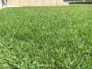 2016年9月1日の昼過ぎの裏庭の芝生。かなり低めの目線。