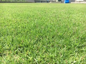2016年9月1日の昼過ぎの裏庭の芝生。かなり低めの目線。