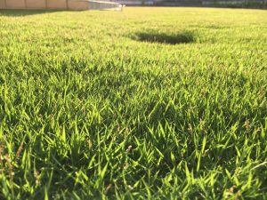 2016年9月2日の朝の裏庭の芝生。かなり低めの目線。