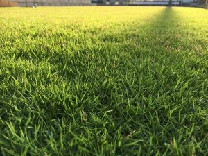 2016年9月2日の朝の裏庭の芝生。かなり低めの目線。