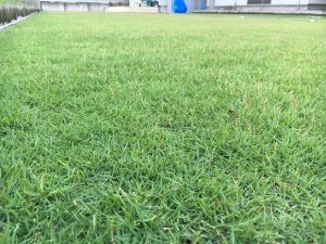 2016年9月6日の朝の裏庭の芝生。かなり低めの目線。