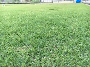 2016年9月6日の朝の裏庭の芝生。かなり低めの目線。