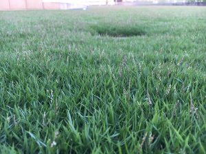 2016年9月9日の夕方の裏庭の芝生。少し低めの目線。