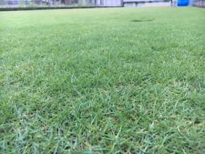 2016年9月14日の朝の裏庭の芝生。かなり低めの目線。