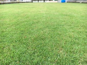 2016年9月22日の午後の万緑-NHT散布後の裏庭の芝生。