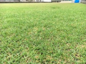 2016年10月1日の朝の小雨のなかの裏庭の芝生。かなり低めの目線。