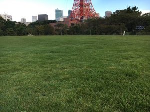 東京の芝公園の芝生広場の芝生。