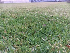 2016年10月18日の朝の裏庭の芝生。かなり低めの目線。