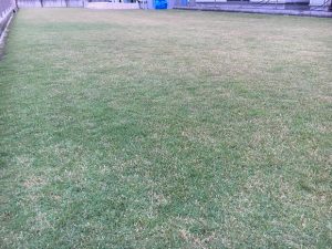 2016年10月18日の朝の裏庭の芝生。少し低めの目線。