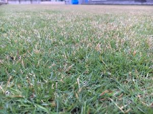 2016年10月18日の朝の裏庭の芝生。かなり低めの目線。