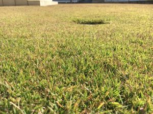 2016年11月5日の秋晴れの裏庭の芝生。かなり低めの目線。