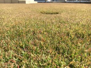 2016年11月12日の裏庭の芝生。TM9の穂刈り前。かなり低めの目線。