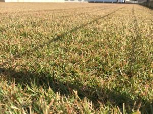 2016年11月12日の裏庭の芝生。TM9の穂刈り前。かなり低めの目線。