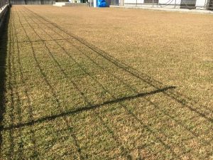 2016年11月12日の裏庭の芝生。TM9の穂刈り前。少し低めの目線。