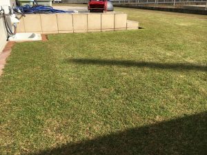 2016年11月12日の裏庭の芝生。TM9の穂刈りの後。少し低めの目線。