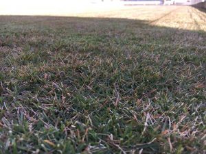 2016年11月12日の裏庭の芝生。TM9の穂刈りの後。かなり低めの目線。