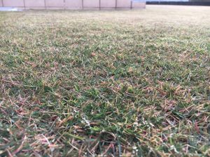2016年11月20日の朝の裏庭の芝生。かなり低めの目線。