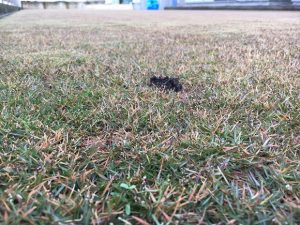 2016年11月20日の朝の裏庭の芝生。かなり低めの目線。