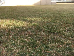 2016年11月26日の裏庭の芝生。グリーンウェイの散布前。かなり低めの目線。