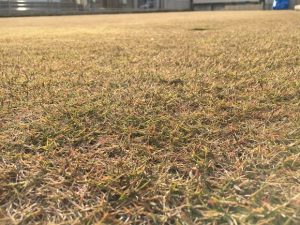 2016年11月26日の裏庭の芝生。グリーンウェイの散布前。かなり低めの目線。