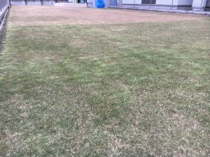 2016年11月26日の裏庭の芝生。グリーンウェイの散布途中。少し低めの目線。