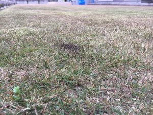 2016年11月26日の裏庭の芝生。グリーンウェイの散布途中。かなり低めの目線。