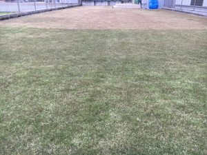 2016年11月26日の裏庭の芝生。グリーンウェイの散布途中。少し低めの目線。