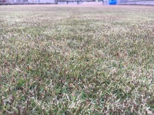2016年11月26日の裏庭の芝生。グリーンウェイの散布途中。かなり低めの目線。