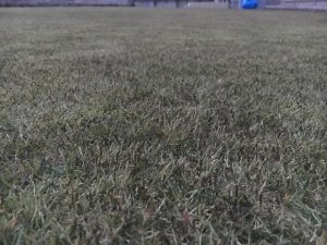 2016年11月26日の裏庭の芝生。グリーンウェイの散布後。かなり低めの目線。