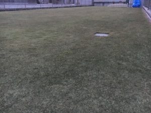 2016年11月26日の裏庭の芝生。グリーンウェイの散布後。少し低めの目線。