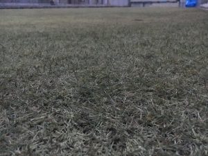 2016年11月26日の裏庭の芝生。グリーンウェイの散布後。かなり低めの目線。