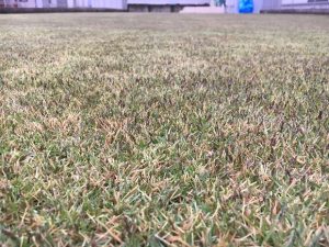 2016年11月27日。グリーンウェイ散布の翌朝の裏庭の芝生。かなり低めの目線。