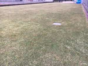 2016年11月27日。グリーンウェイ散布の翌朝の裏庭の芝生。少し低めの目線。