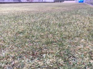 2016年11月27日。グリーンウェイ散布の翌朝の裏庭の芝生。かなり低めの目線。