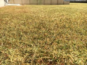 2016年12月23日の裏庭の芝生。かなり低めの目線から。