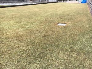 2016年12月23日の裏庭の芝生。少し低めの目線から。