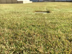 2016年12月3日の裏庭の芝生。かなり低めの目線。