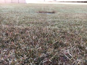 2017年1月1日の裏庭の芝生。かなり低めの目線。