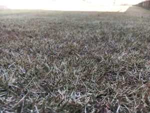 2017年1月1日の裏庭の芝生。かなり低めの目線。