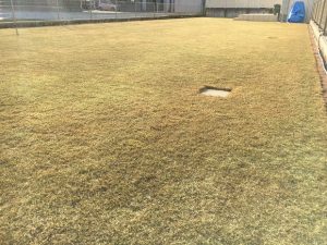 2017年1月1日の裏庭の芝生。少し低めの目線。